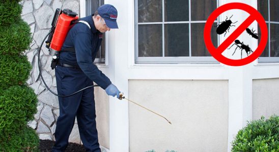 Muratlı Pire İlaçlama böcek ilaçlama ve haşere kontrolü — ilaclama-tr.com